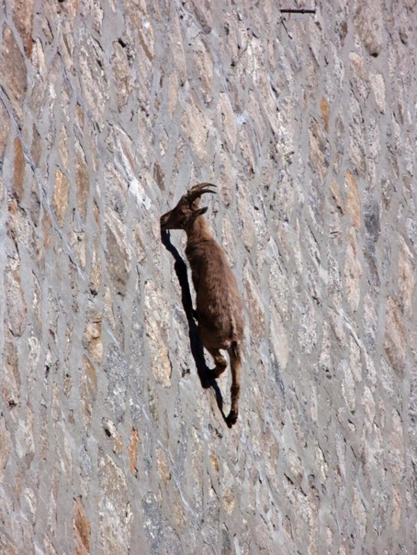 mountaingoatclose.jpg