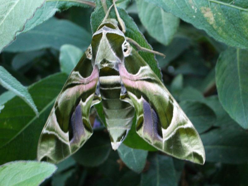 這張冒著生死才拍到的...