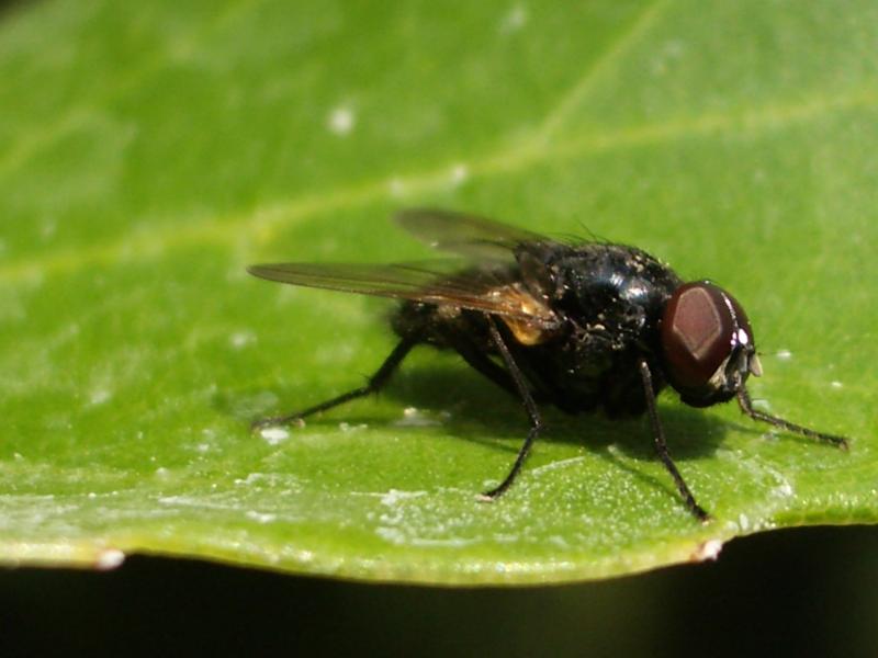 IMGP6782.JPG