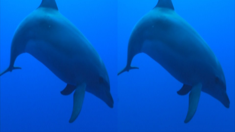 Panasonic 3D Sea.m2ts_snapshot_01.30_[2010.12.17_14.11.25].jpg