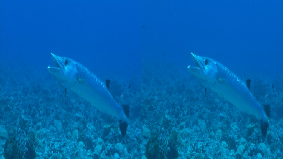 Panasonic 3D Sea.m2ts_snapshot_04.32_[2010.12.17_14.11.36].jpg