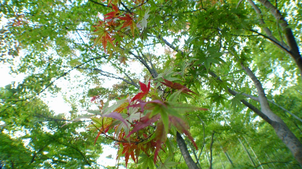 似紅未紅的楓葉