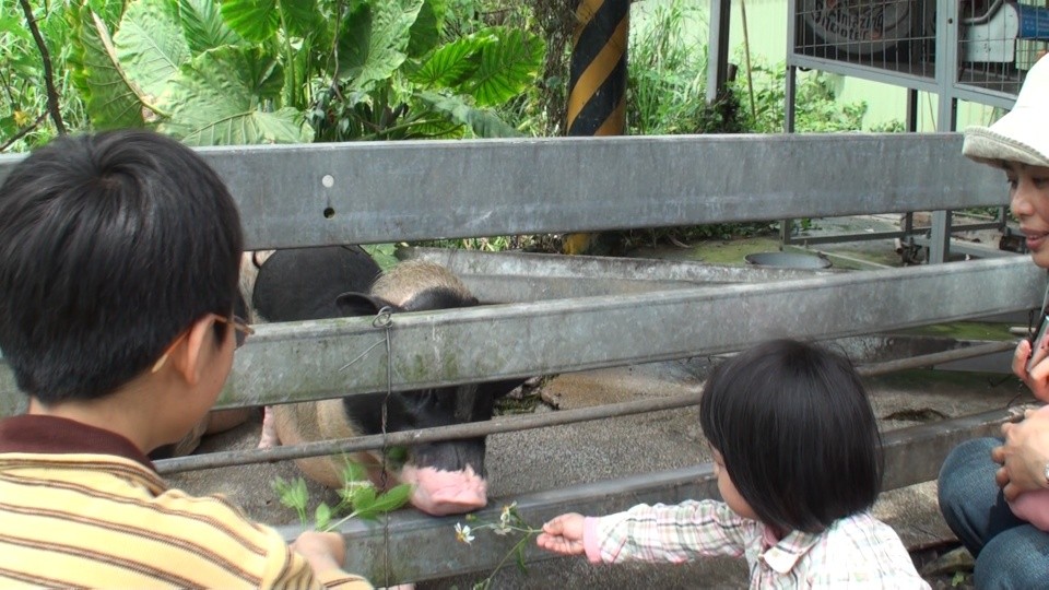 靚靚餵豬記趣-1.jpg