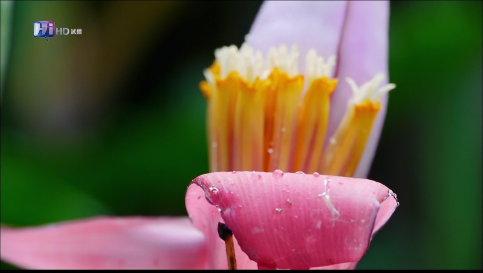 0215115036DVB-T公共電視 Hi_HD.jpg