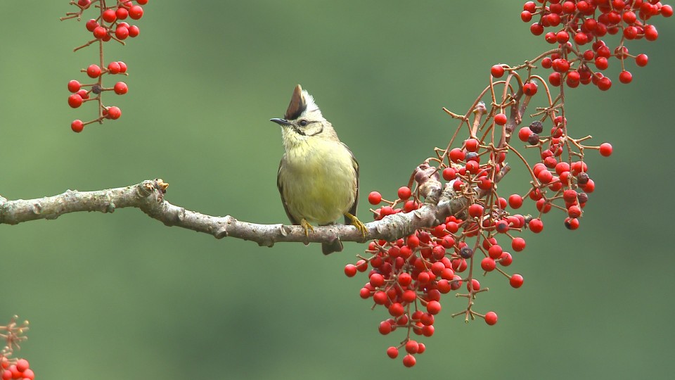 冠羽畫眉(新)7.jpg
