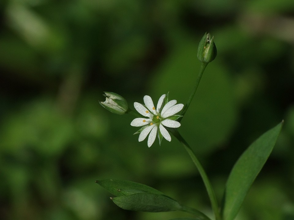 1-DSCF2596.jpg