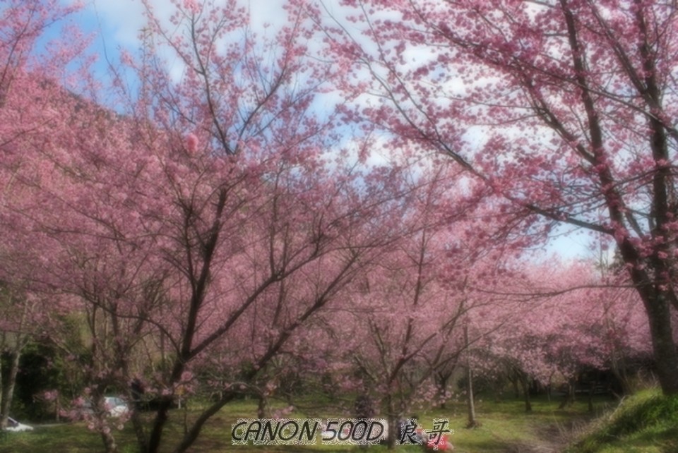 武陵櫻花祭6.jpg