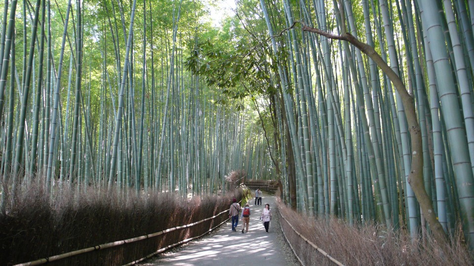 嵯峨野竹林