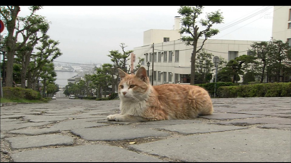 函館 異國紀行.ts_20110527_195321.jpg