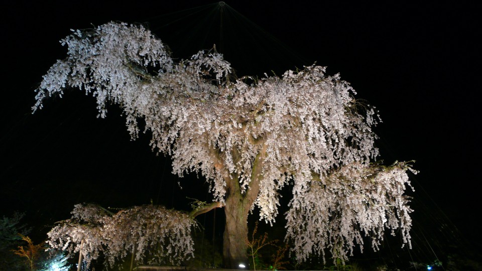 京都圓山公園祇園夜櫻