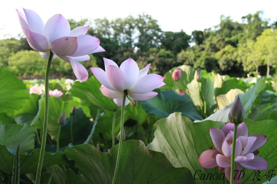 2011-0611天氣晴朗的白河蓮花_0064.jpg