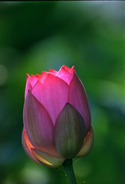 枋寮蓮花02.jpg