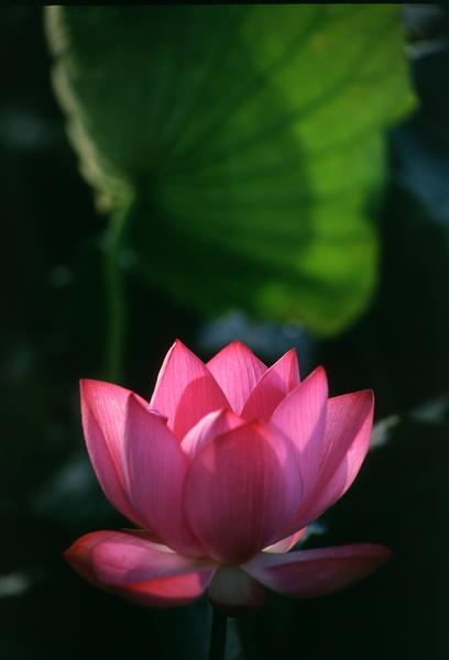 枋寮蓮花03.jpg