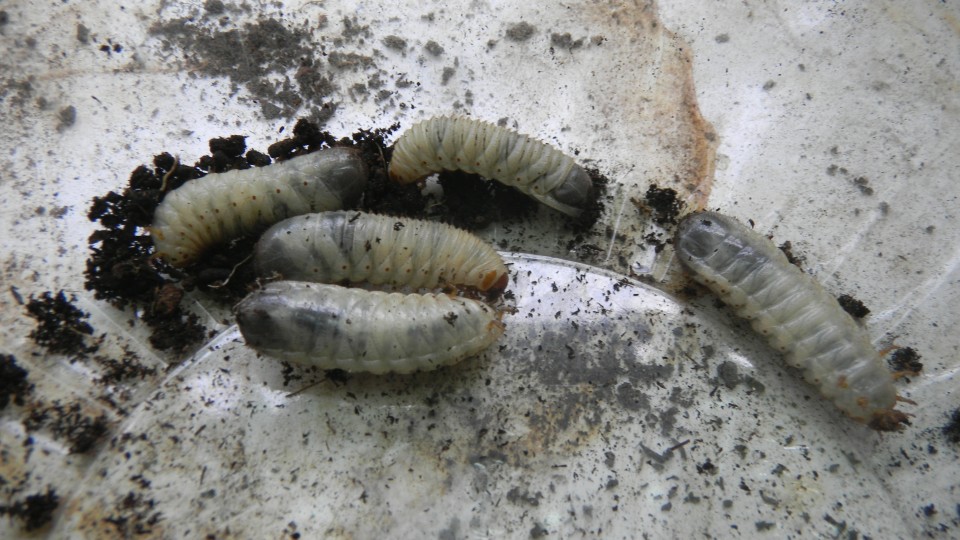 worm.JPG