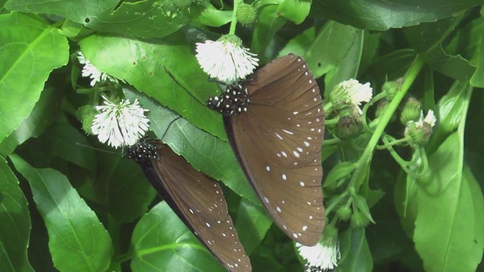 Taiwan butterflies 1920 21Mbps[(003282)10-21-27].JPG