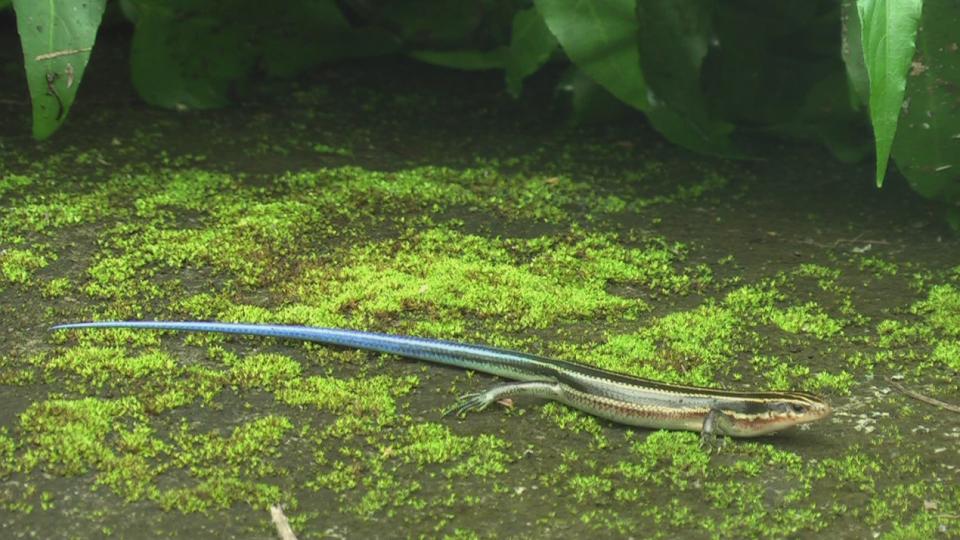 Taiwan butterflies 1920 21Mbps[(005473)10-22-33].JPG