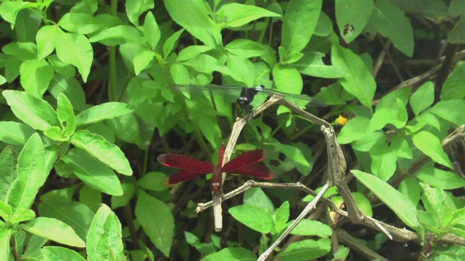 牛伯伯 生態 1920[(006982)11-44-52].JPG