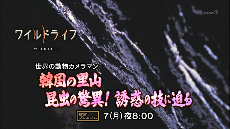 NHK 総合
