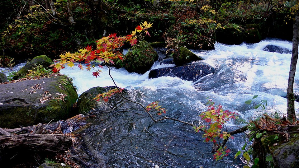 奧入瀨溪流