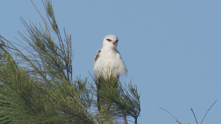 黑翅鳶.jpg