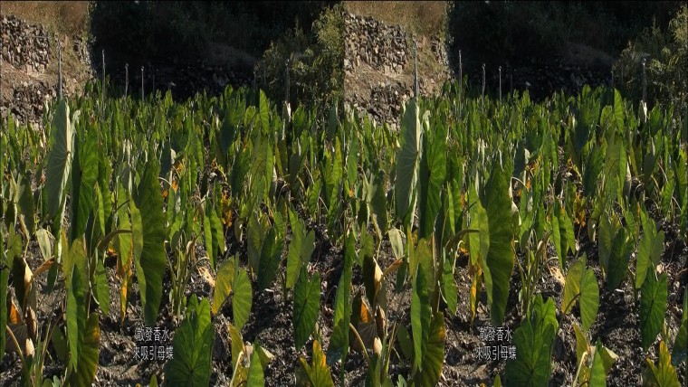 0530235502DVB-T公共電視Hi_HD.mp4_snapshot_27.54_[2012.05.31_12.32.44]-xx.jpg