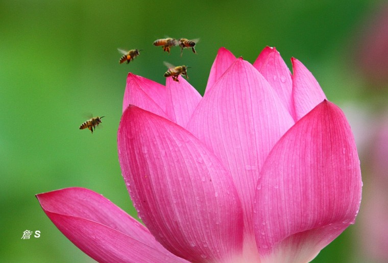 荷花蜜蜂002.jpg
