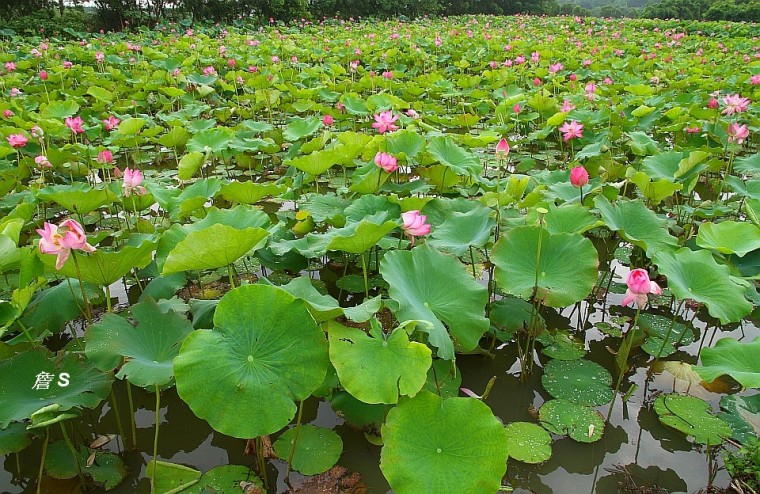 荷花景色002A.jpg