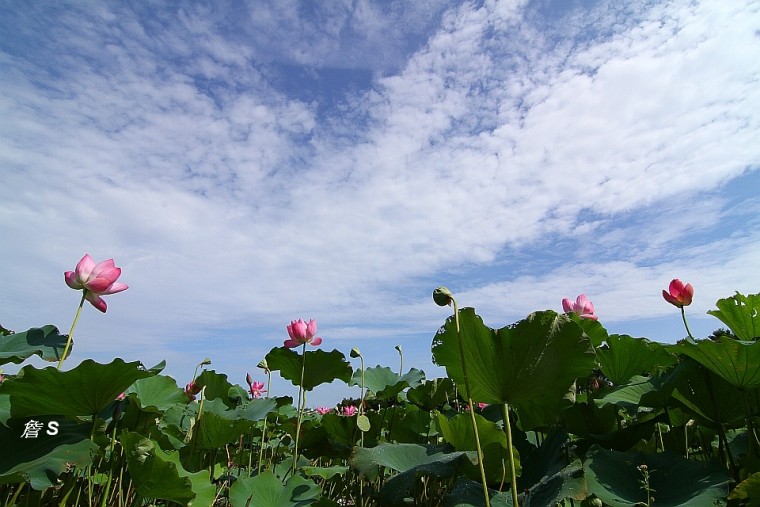 荷蓮之美006A.jpg