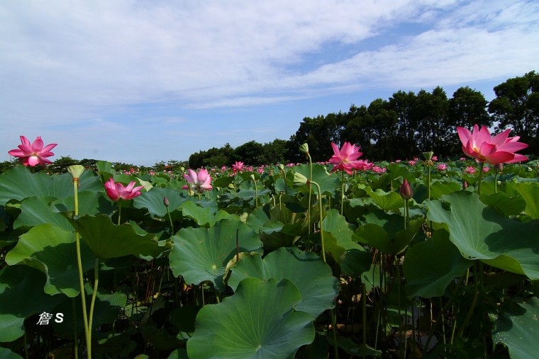 荷蓮之美007A.jpg