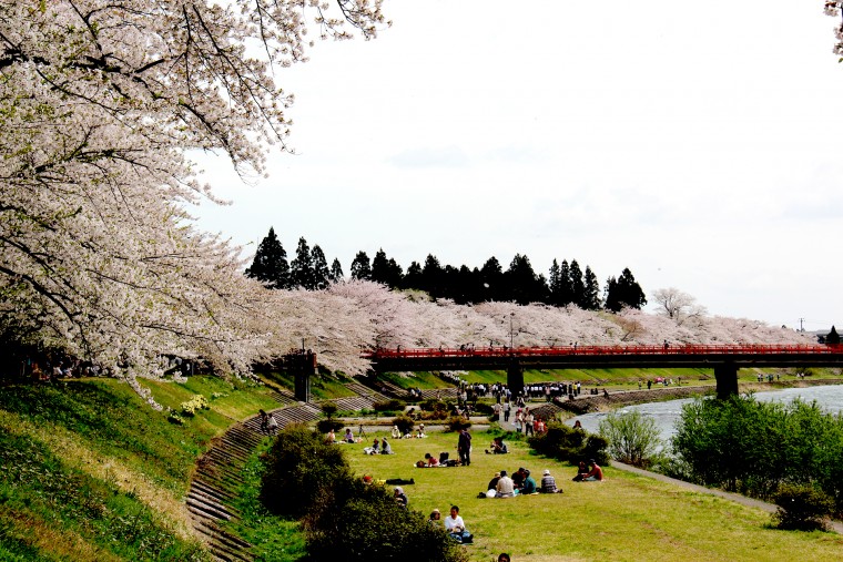 角館檜木內川堤櫻花(1)