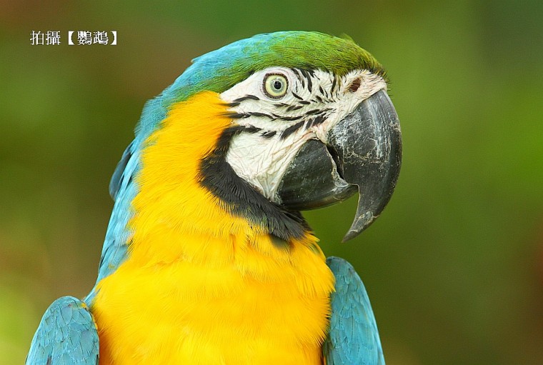鸚鵡001.jpg