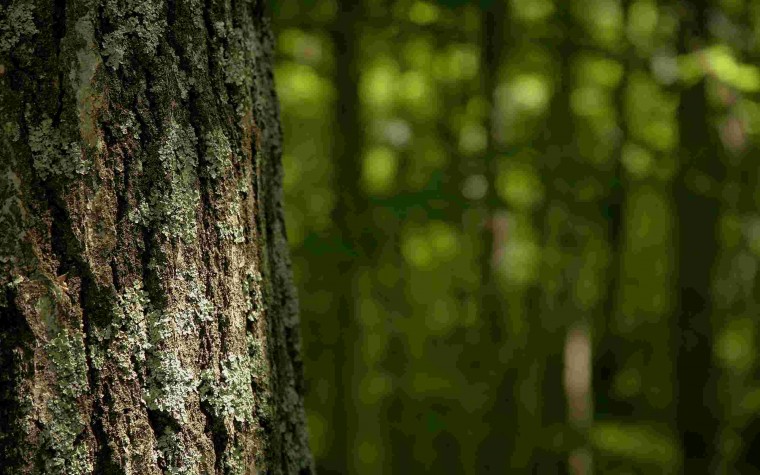 01327_lichen_2560x1600.jpg