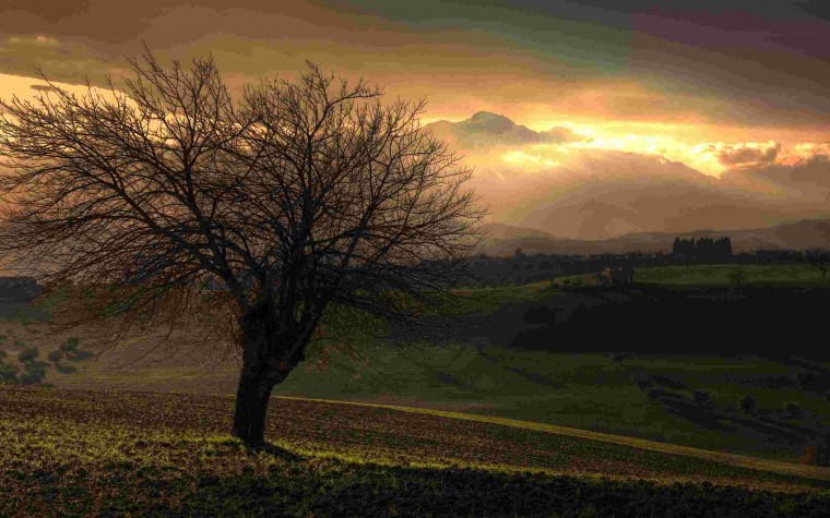 01489_treeandthemountain_2560x1600.jpg