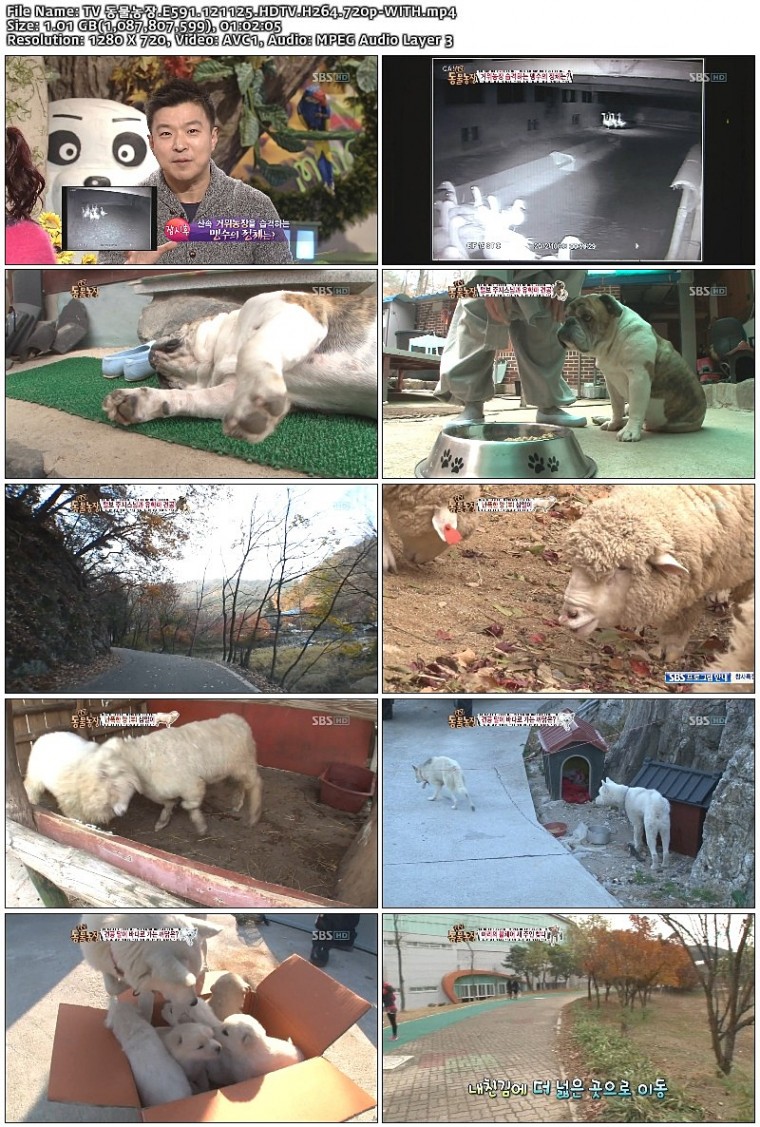 TV 동물농장.E591.121125.HDTV.H264.720p-WITH.mp4.jpg