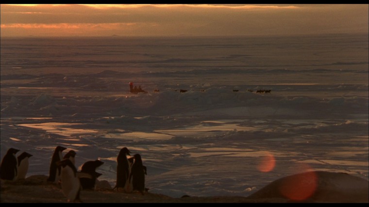 南極物語(05).jpg