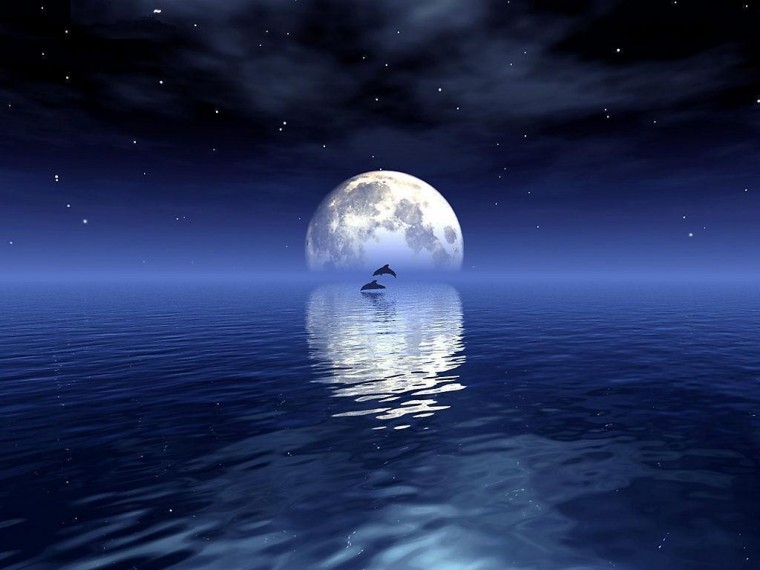 夜海飞豚.jpg