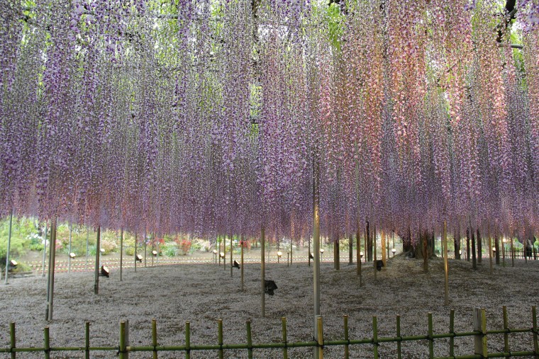 紫藤花