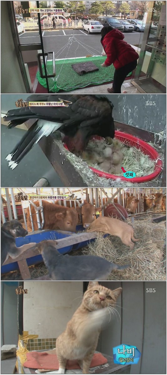 TV 동물농장.E650.140119.HDTV.H264.720p-LIMO.avi.jpg