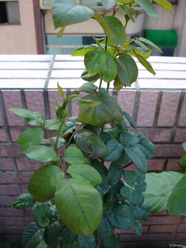 DSC00003_調整大小.jpg