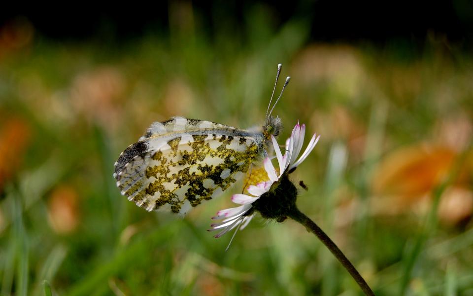 19summerbutterfly_1920x1200.jpg