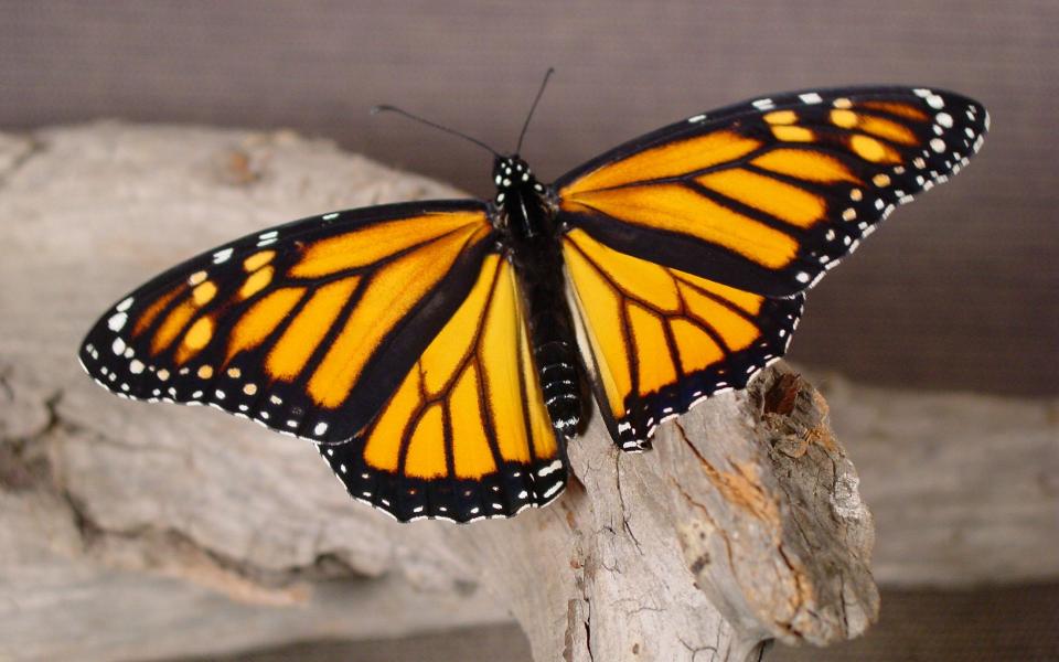 2butterflyrepose_1920x1200.jpg