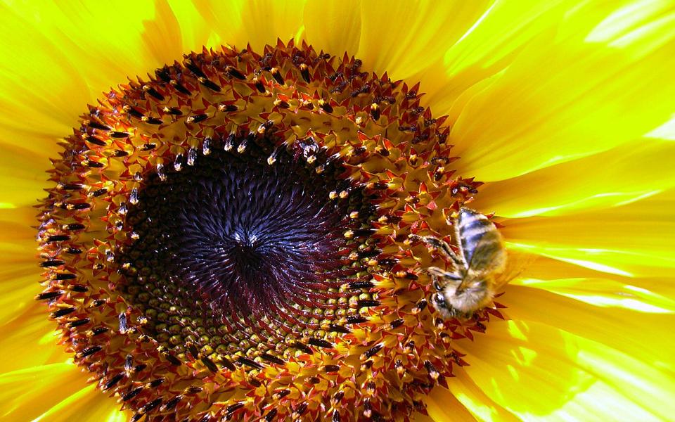 4sunflower_1920x1200.jpg