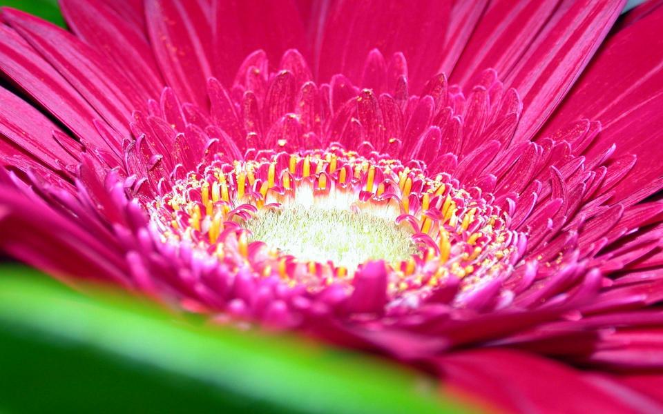 5myflower_1920x1200.jpg
