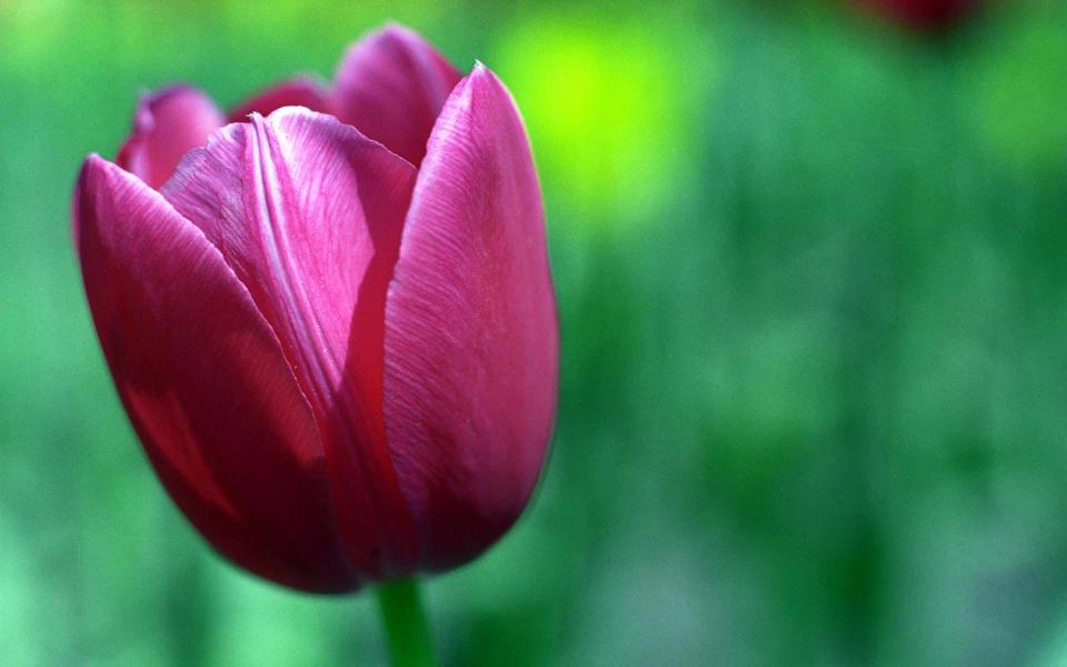 10tulip_1920x1200.jpg