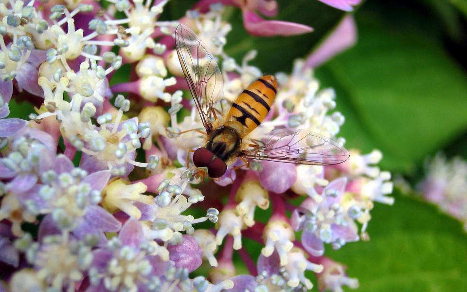 9hoverfly_1920x1200.jpg