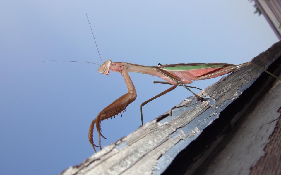 12prayingmantis_1920x1200.jpg