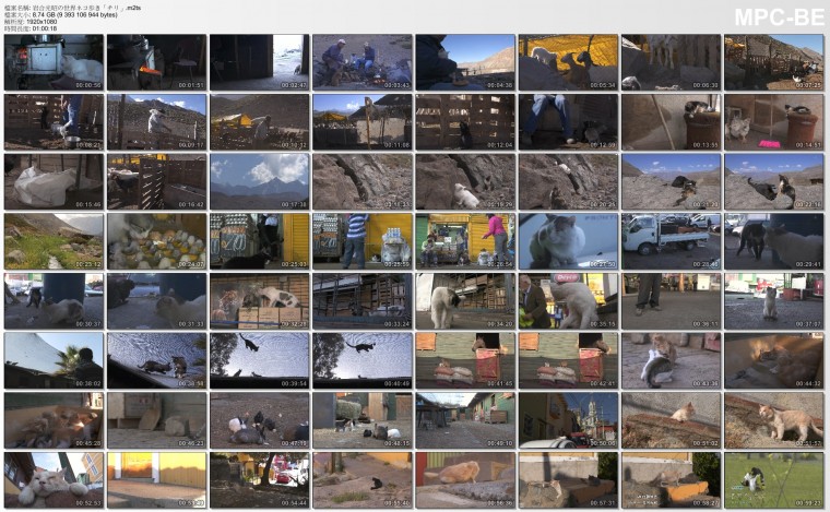 岩合光昭の世界ネコ歩き「チリ」.m2ts_thumbs_[2014.05.18_23.07.12].jpg