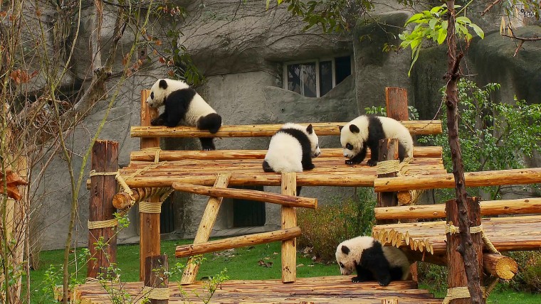 Panda熊貓1.jpg