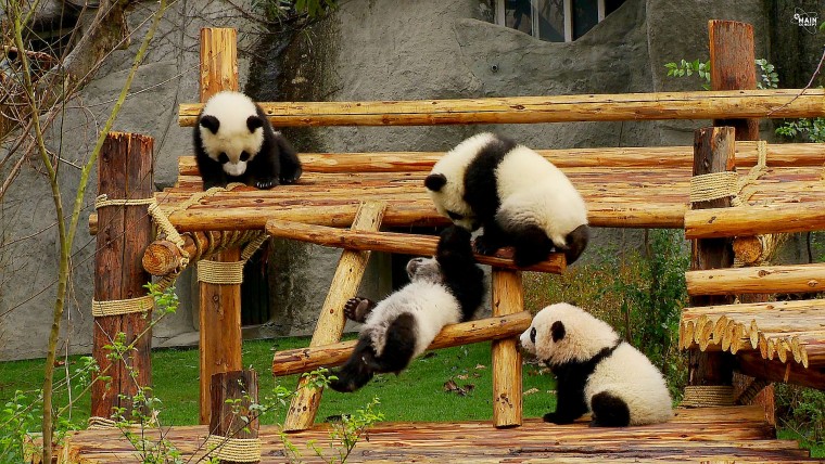 Panda熊貓.jpg