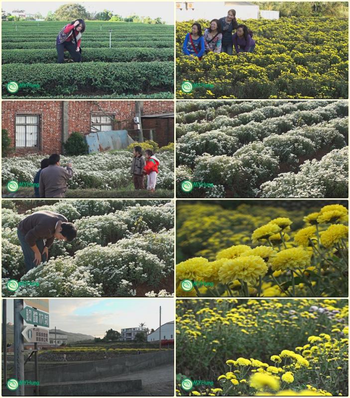 flower_all.jpg